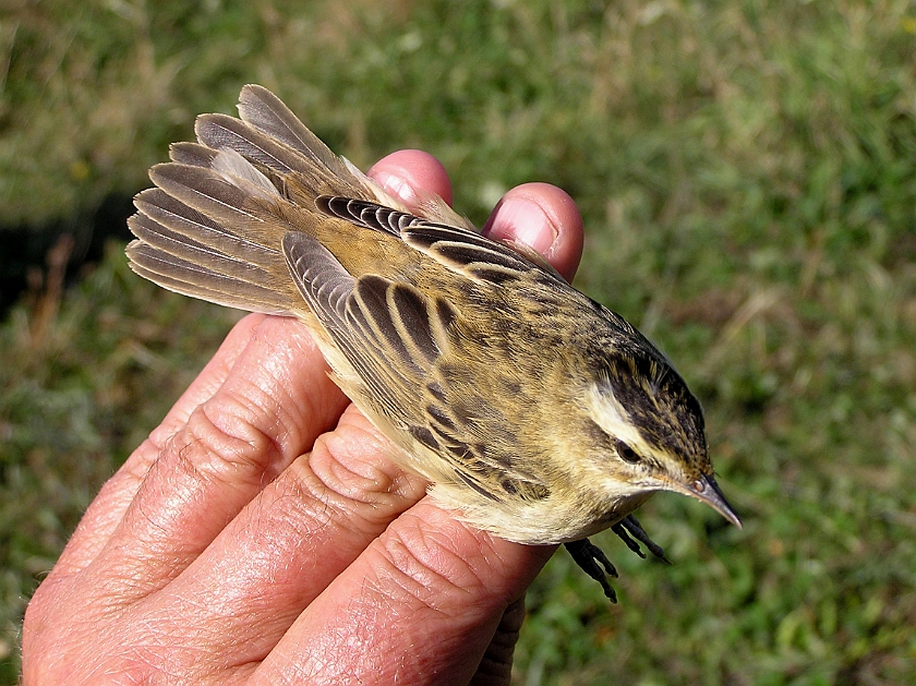 Sedge Warbler, Sundre 20080729